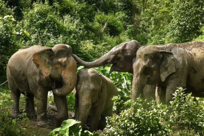 Rencontre éthique avec les éléphants – un moment doux du voyage seule femme au Laos