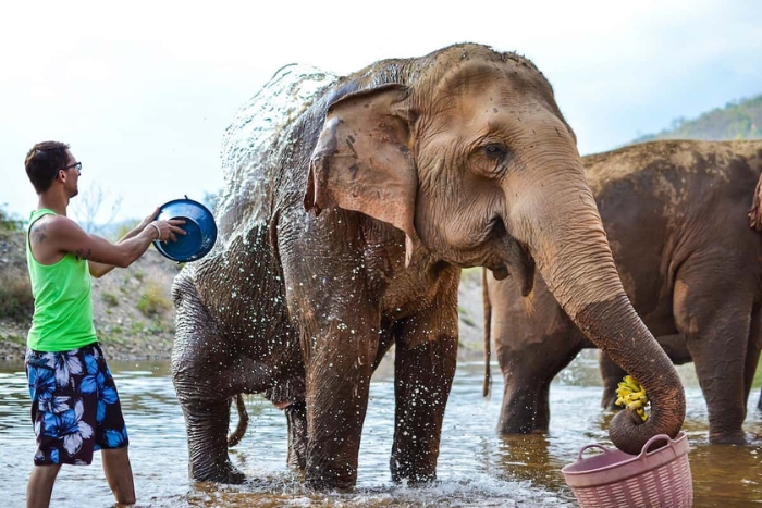 Rencontrer les éléphants en liberté : une étape inoubliable pendant 1 semaine en Thaïlande