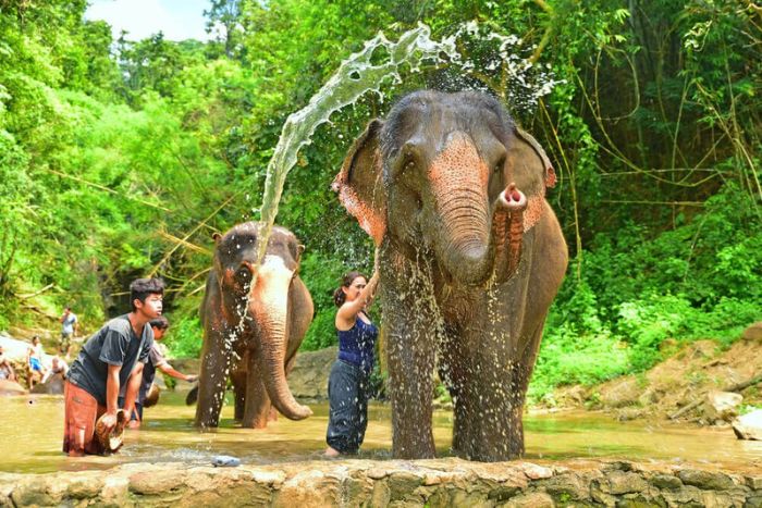 Activité baignade des éléphants lors du voyage de 10 jours en Thaïlande