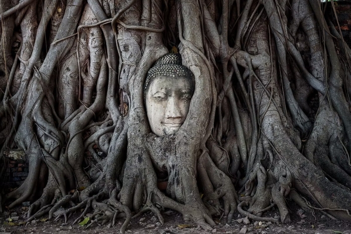 La t&ecirc;te de Bouddha au Wat Mahathat