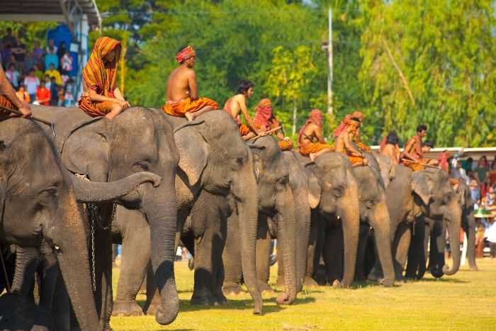 Festival des éléphants à Surin