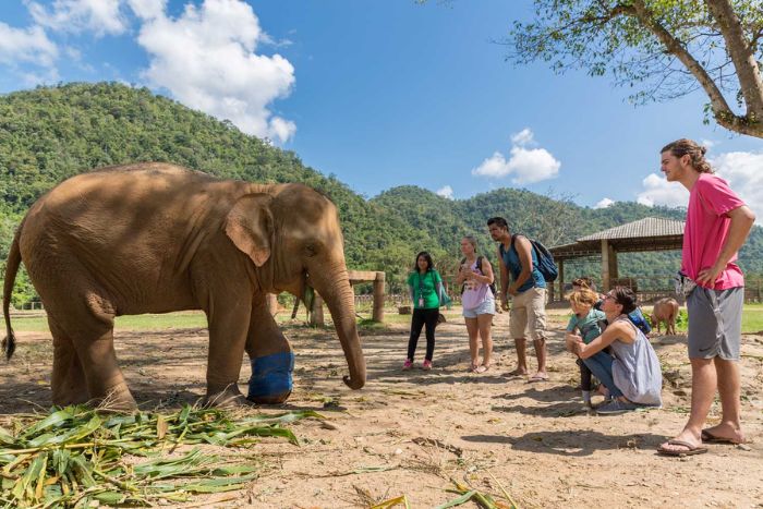 Elephant Nature Park à Chiang Mai