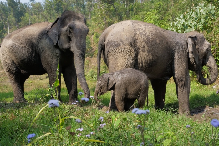 Elephant Haven - Tourisme durable en Thaïlande