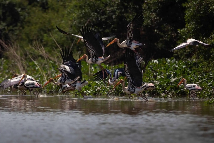 Sanctuaire d'oiseaux de Prek Toal au village flottant Tonlé Sap