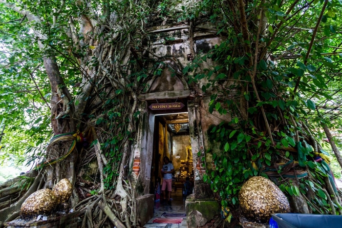 Wat Bang Kung à Amphawa - Un temple enfoui dans les racines d’un banian