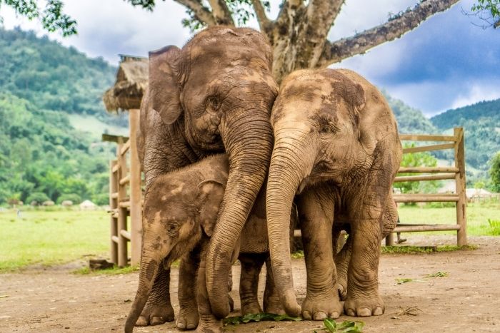 Sanctuaire éthique d’éléphants – expérience authentique et premium