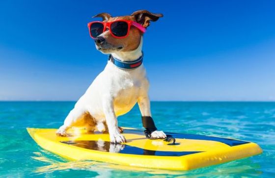 Top 6 Hôtels Pet-friendly Acceptant Animaux De Compagnie En Thailande