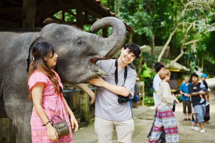 Pattaya abrite plusieurs sanctuaires engag&eacute;s dans la protection des &eacute;l&eacute;phants