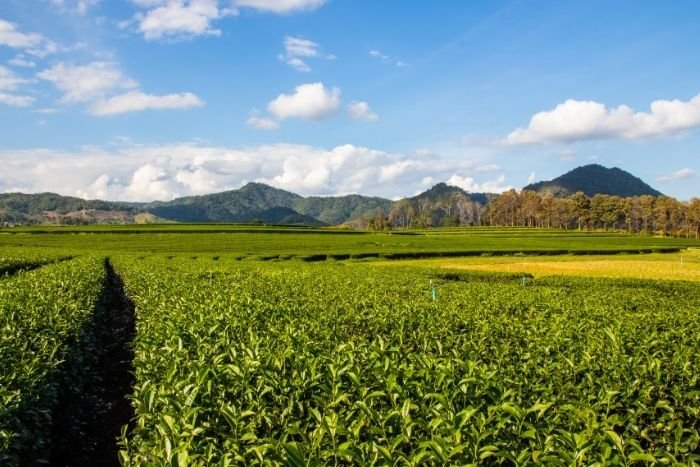 Entre caf&eacute;iers et plantations de th&eacute;, explorez un autre visage de Chiang Rai