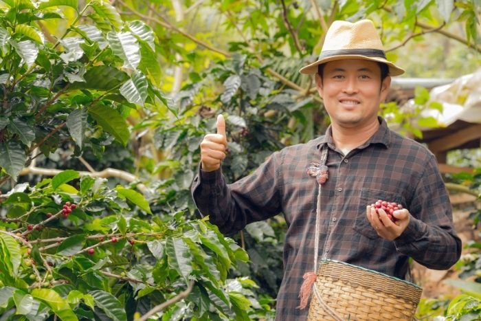 Participez &agrave; la r&eacute;colte du caf&eacute; aux c&ocirc;t&eacute;s des producteurs
