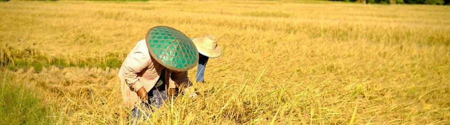 Les nouvelles tendances de l&rsquo;agrotourisme en Tha&iuml;lande dessinent une autre fa&ccedil;on de voyager 