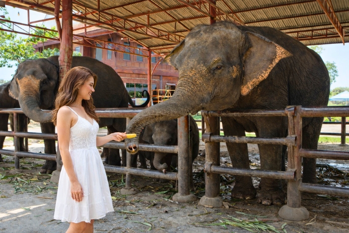 Moment de partage en nourrissant les éléphants dans un sanctuaire à Ayutthaya