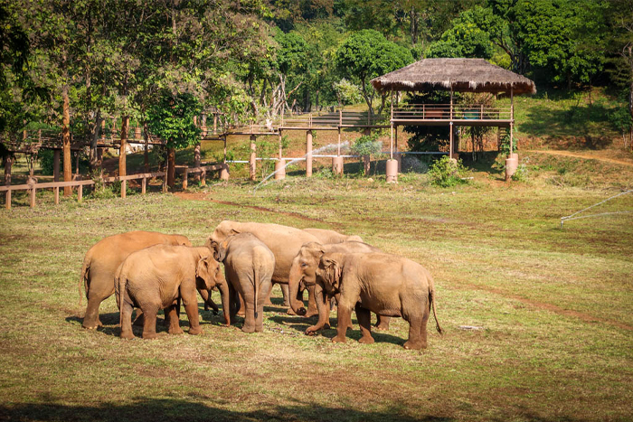 Visite d'un sanctuaire d'éléphants éthique à Chiang Mai