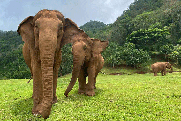 Une visite au Elephant Nature Park