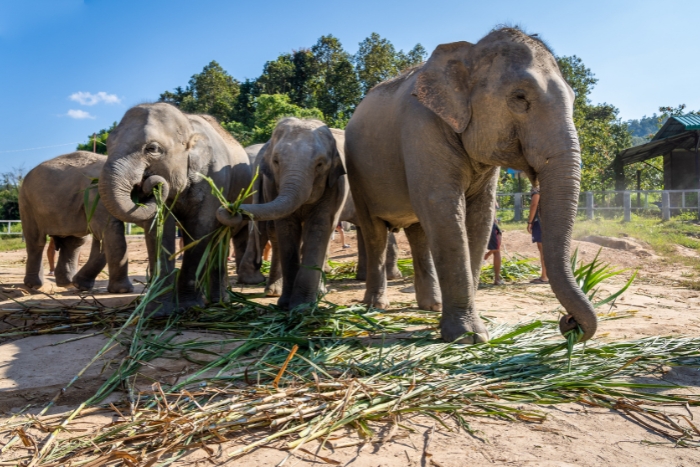 sanctuaire des éléphants, top chose à voir à Chiang Mai