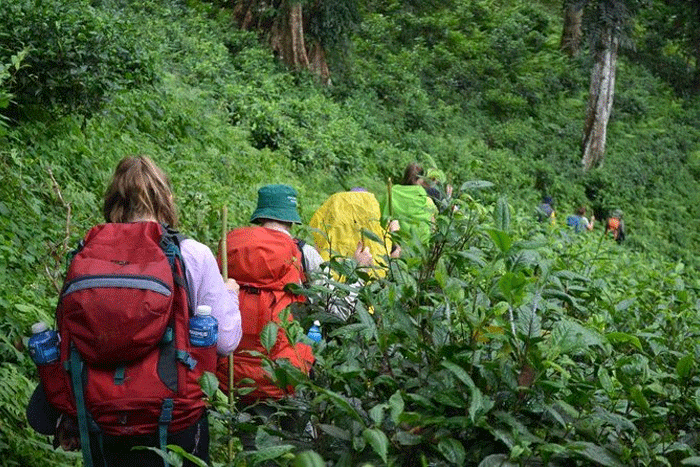 Faites du trekking pour explorer les environs à Chiang Mai, meilleures choses à faire à Chiang Mai