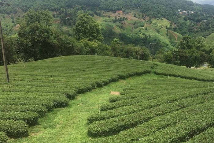 Collines de th&eacute; verdoyantes du village de Mae Salong
