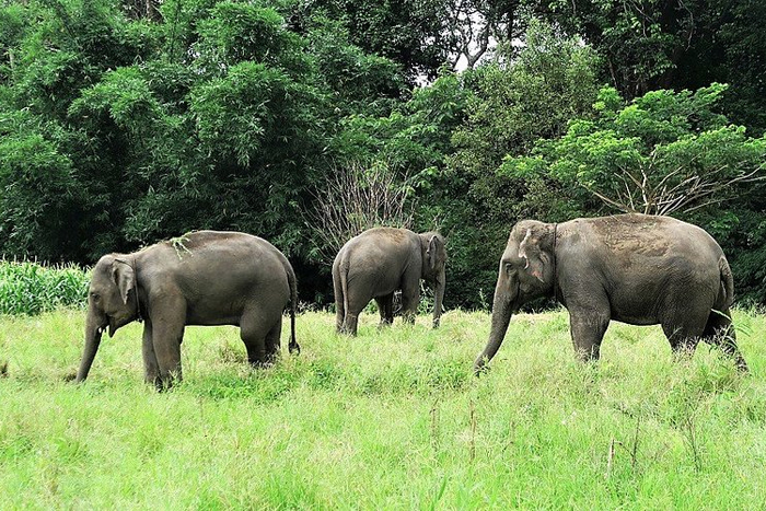 Les centres de conservation des éléphants à Chiang Mai