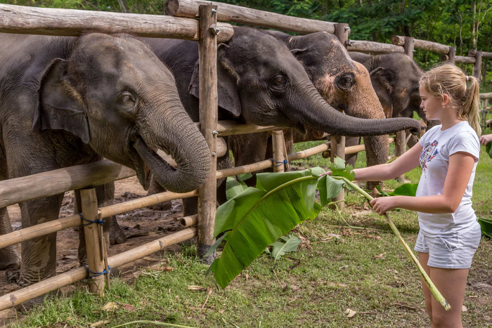 Sanctuaires d’éléphants à Chiang Rai