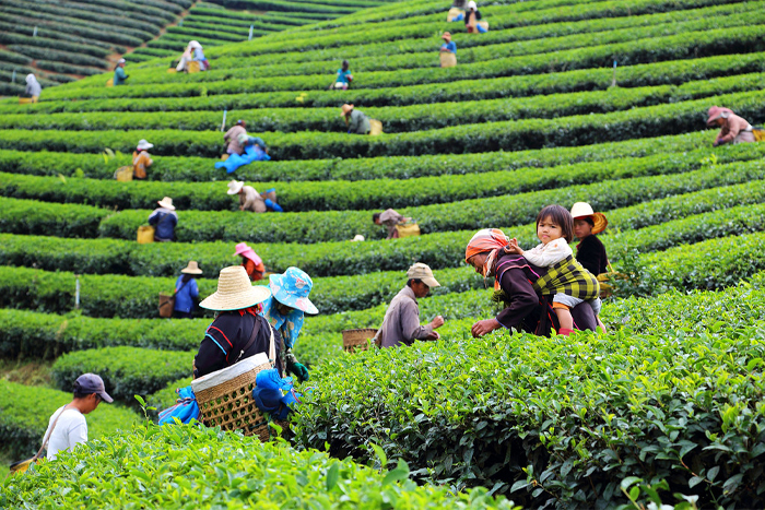 Plantations de thé à Chiang Rai