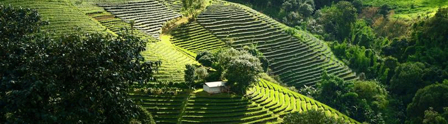 Doi Mae Salong Chiang Rai: Que Faire, Que Voir, Conseils De Voyage Et FAQ