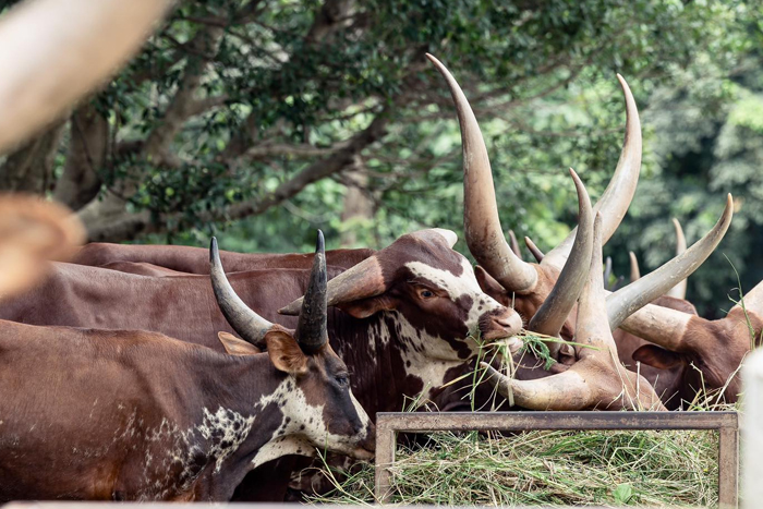 La ferme d’animaux au parc Singha Chiang Rai