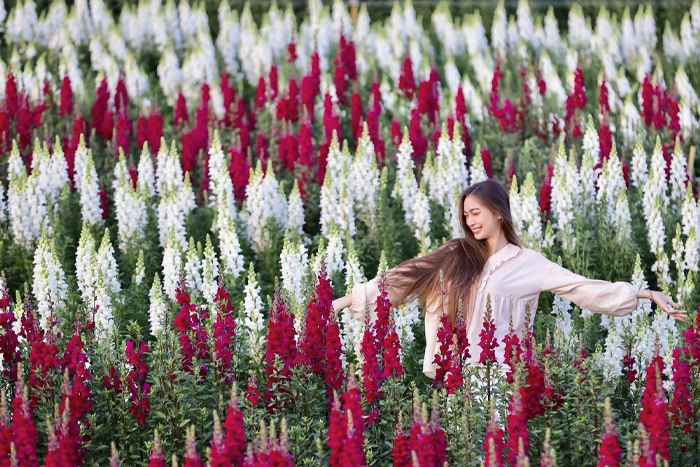 Les jardins de fleurs au parc Singha