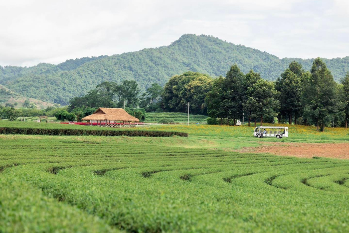 Les plantations de thé au parc Singha Chiang Rai