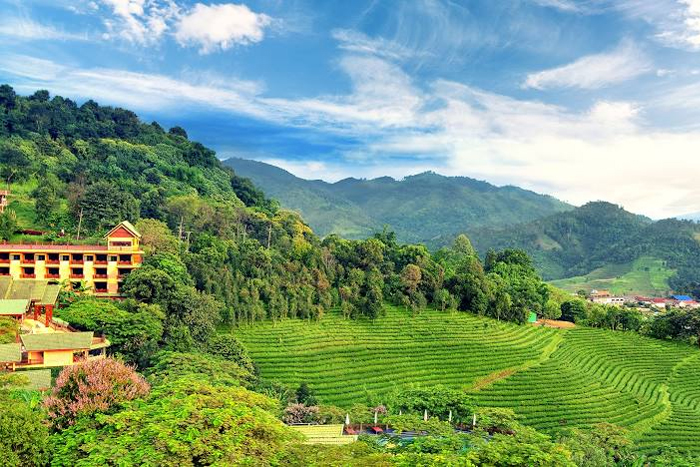 Doi Mae Salong Chiang Rai