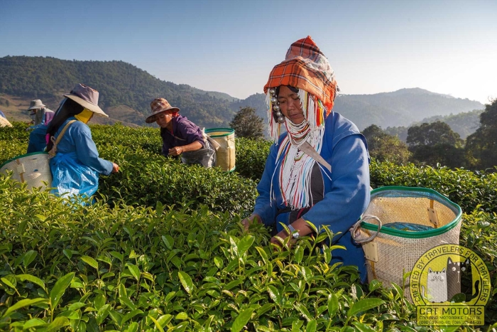 Plantation de th&eacute; 101, Mae Salong, Chiang Rai, Tha&iuml;lande