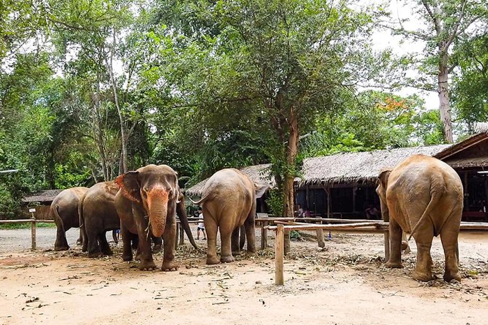 Journée avec les éléphants à Elephant Haven