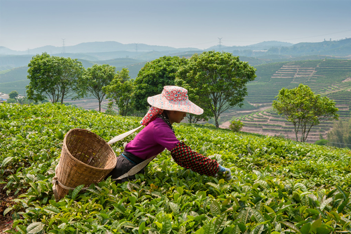 Meilleures choses à faire à Chiang Mai