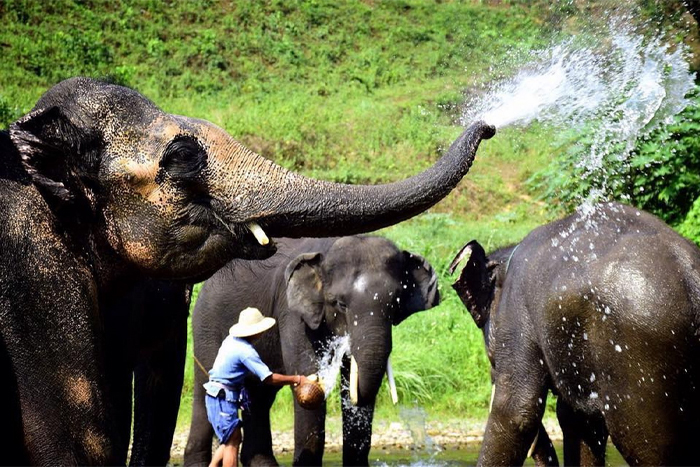 L'éléphant de Mae Tang est une attraction populaire en Thaïlande