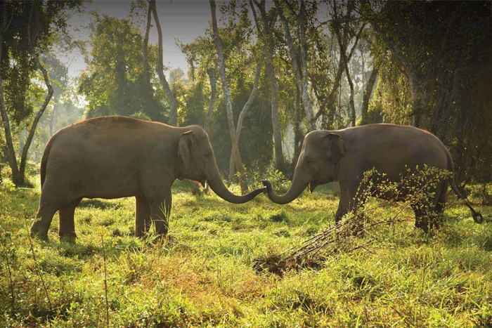 Visiter un sanctuaire éthique d’éléphants