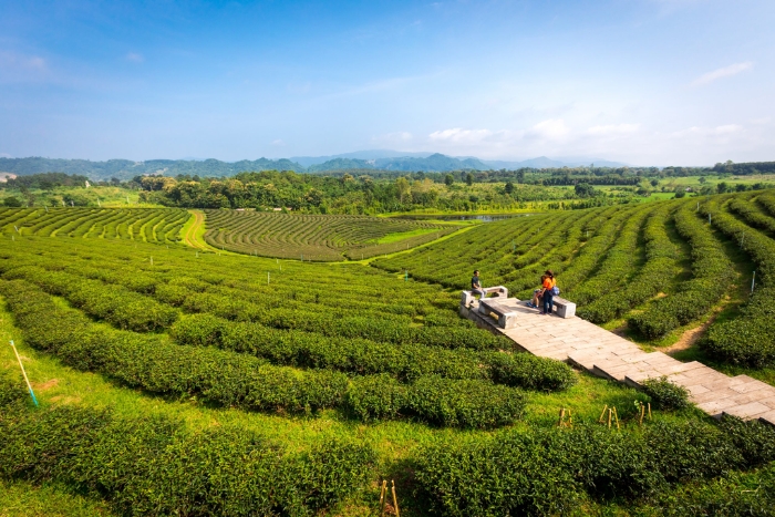 Plantation de thé Choui Fong incontournable lors d'un circuit Thaïlande Laos 14 jours