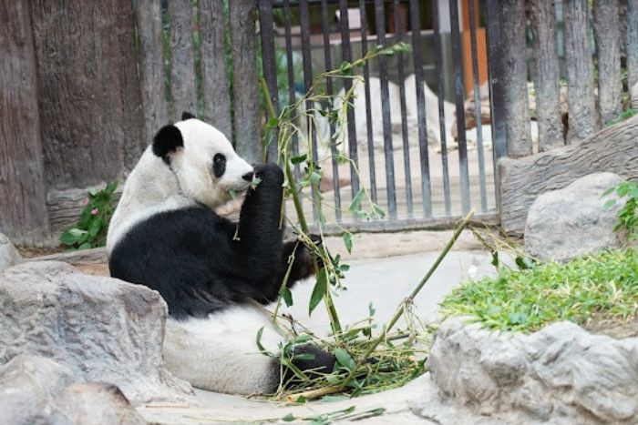 Chiang Mai Zoo