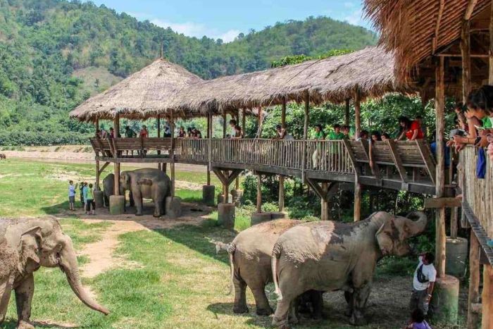 L'Elephant Nature Park