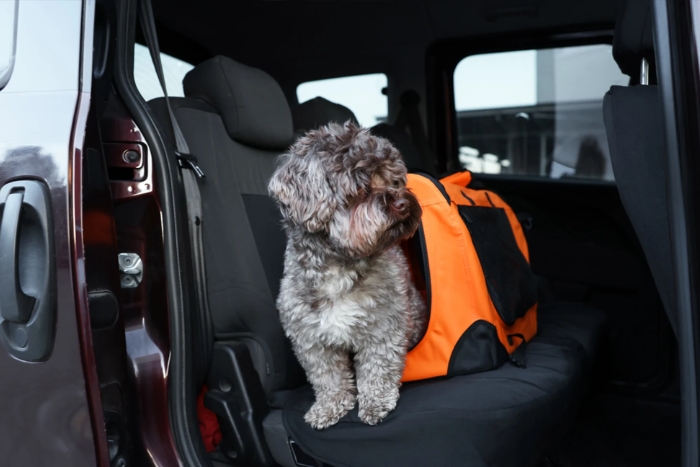 Comment se d&eacute;placer en Tha&iuml;lande avec son chien ?