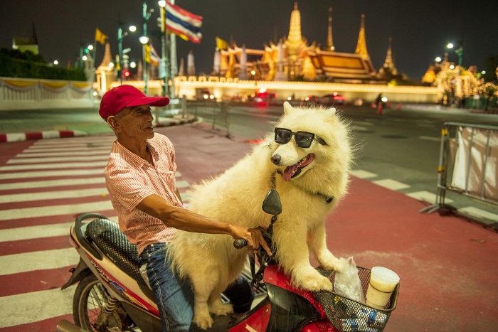 Quand partir en Tha&iuml;lande avec son chien ?