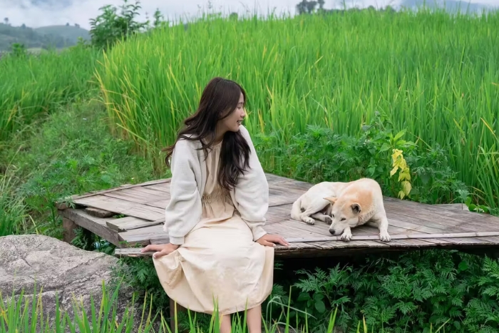 Baan Pa Pong Piang, une destination dog friendly Thaïlande au cœur des rizières