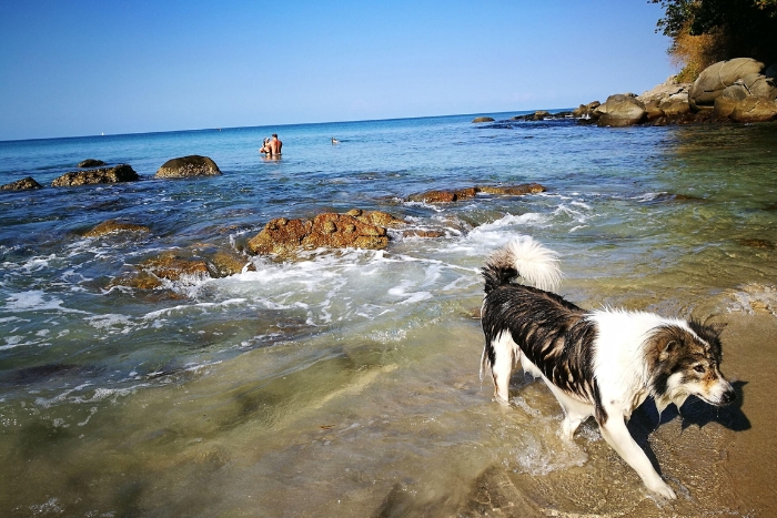 Plage Karon, une &eacute;tape id&eacute;ale pour un itin&eacute;raire Tha&iuml;lande avec son chien