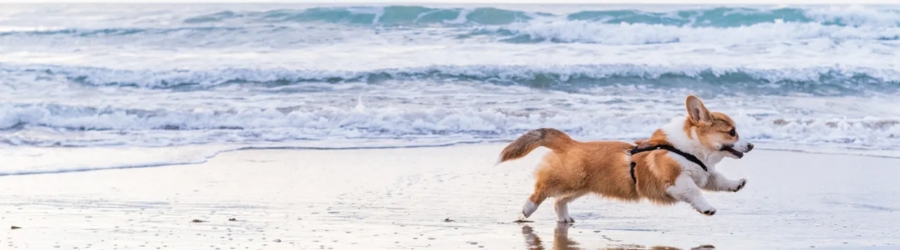 Explorez l'itin&eacute;raire 2 semaines Thailande avec son chien