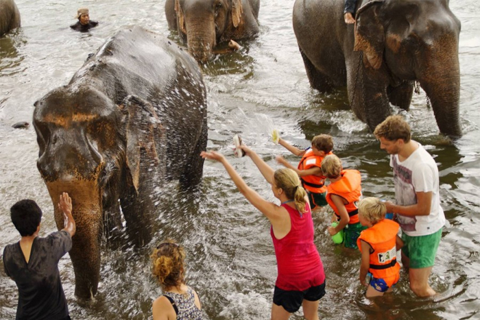 Explorez le sanctuaire d'éléphants - vivez la nature !