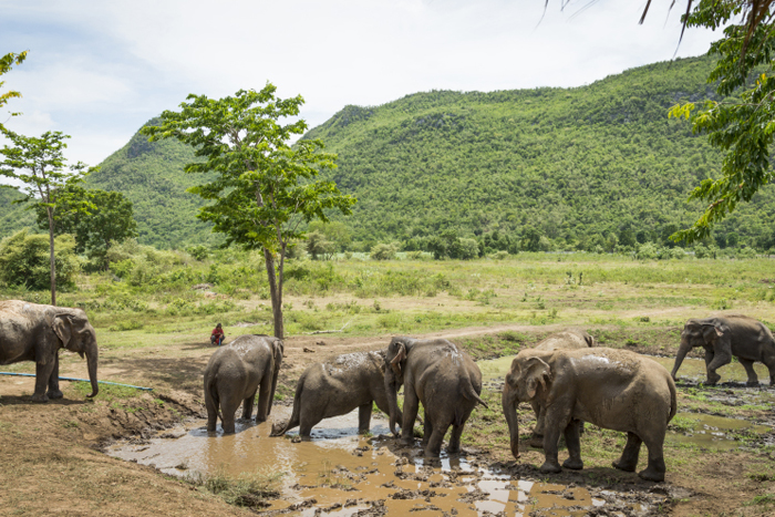 ElephantsWorld, centre de conservation des éléphants