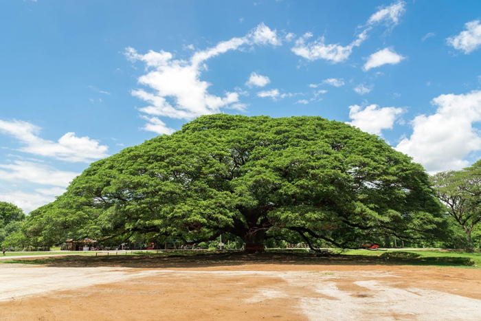 Le Giant Rain Tree