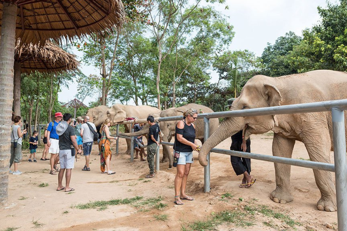 Samui Elephant Sanctuary, lieu à visiter à Koh Samui avec les enfants