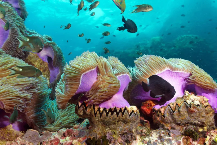 Ne manquez pas l'expérience de snorkeling à Koh Ma pendant votre itinéraire 10 jours à Koh Samui