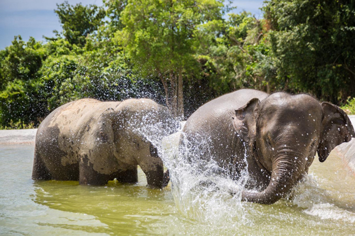 Sanctuaire des éléphants Koh Samui