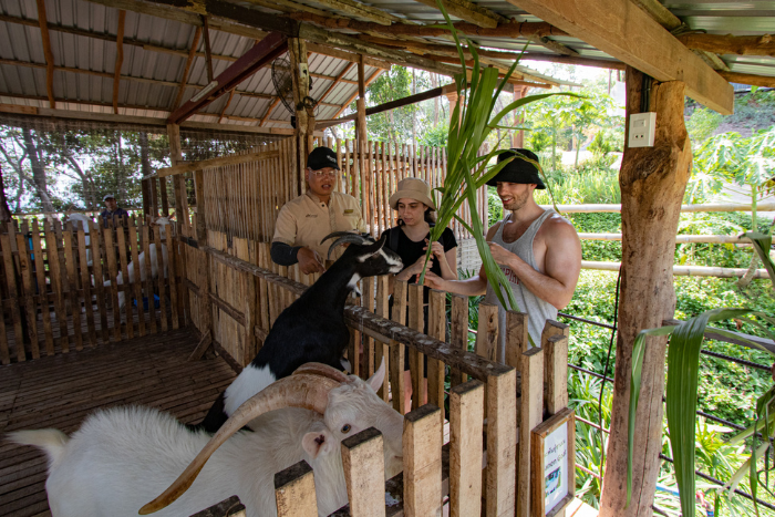 Que faire à Koh Yao Yai en 2 jours? Visiter le Santhiya Mini Farm pour interagir avec les animaux!