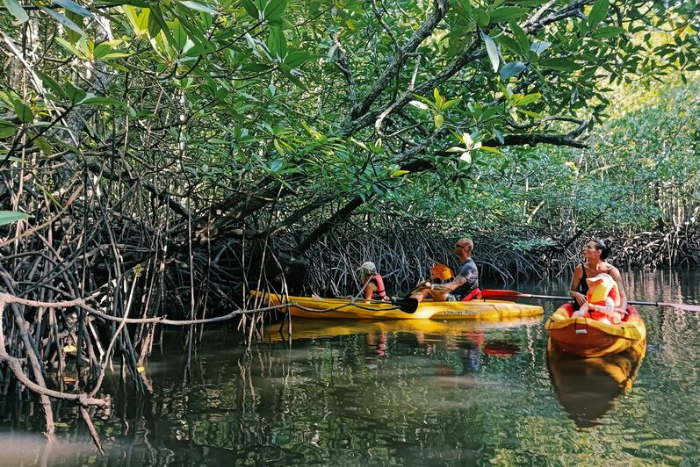 Balade en kayak à travers les mangroves du sud de Koh Yao Yai